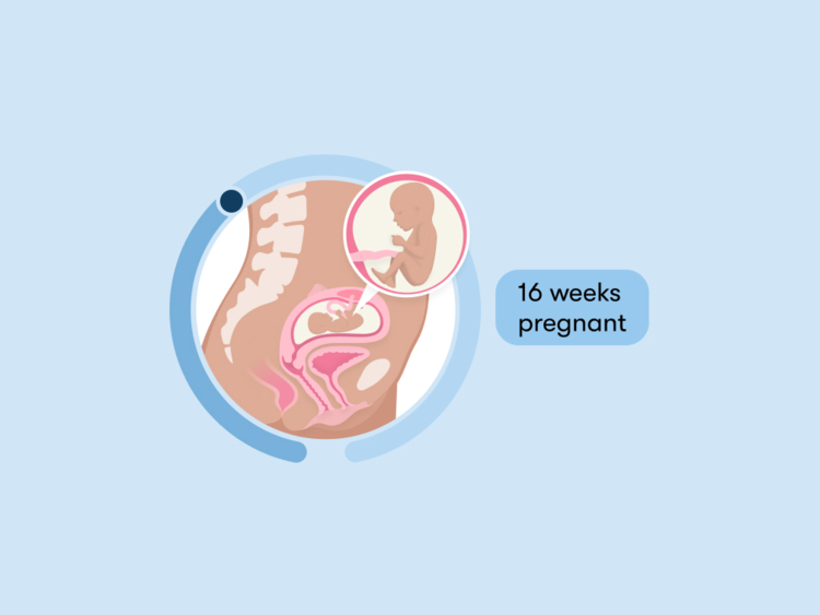 16Th Week Of Pregnancy Tips