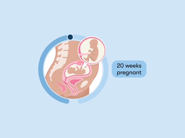 20Th Week Of Pregnancy Tips