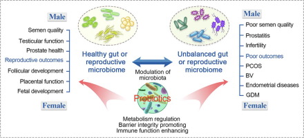 Consumption Of Antibiotics Affect Fertility